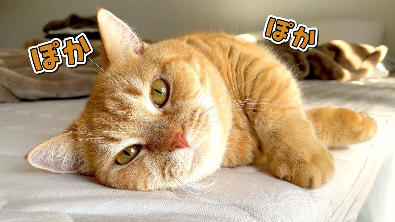 ママの側でひなたぼっこしたい猫がふかふかで可愛い！