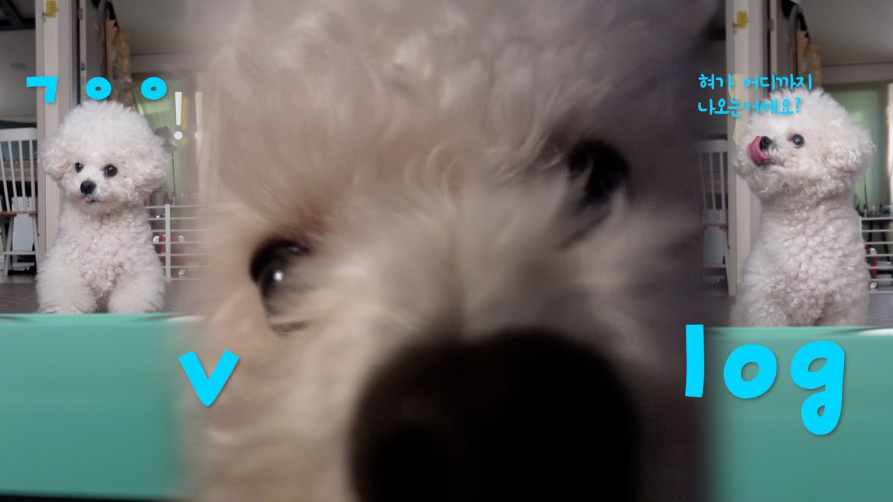 vlog 강아지랑 함께하는 브이로그 ㅣ유부초밥ㅣ팥죽🥣ㅣ🐶같이 멸망한 탕후루🍓김치볶음밥🍛ㅣ고장난 문고리 갈기🚪ㅣ우리집 강아지는 비숑강아지🐾ㅣ