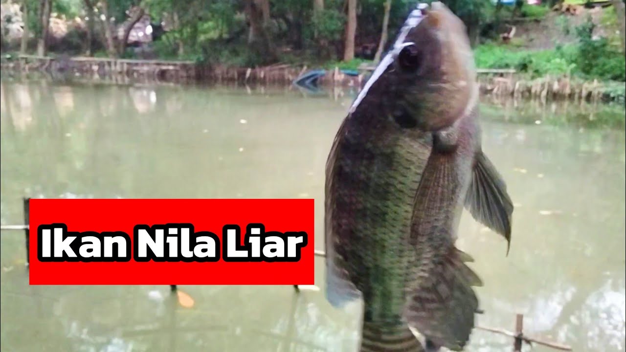 Mancing Ikan Nila Liar Di Jakarta‼️Adem Spotnya
