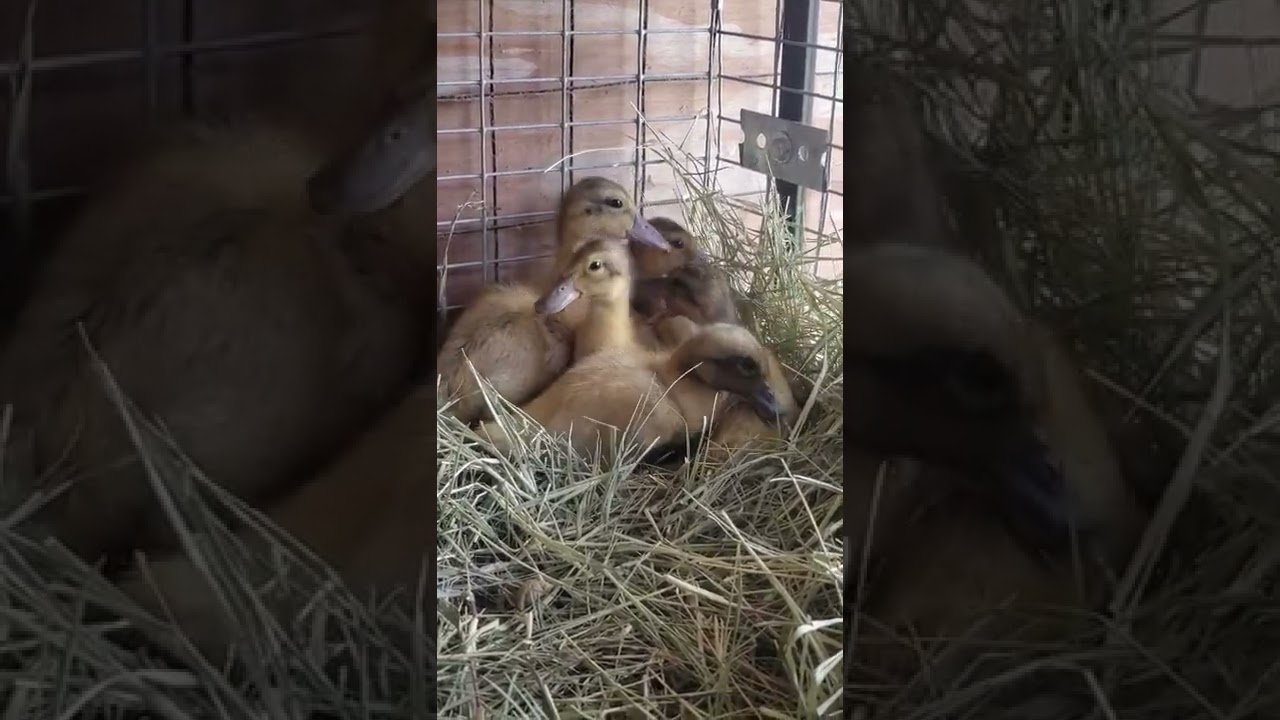 Welsh Harlequin Ducklings Week One