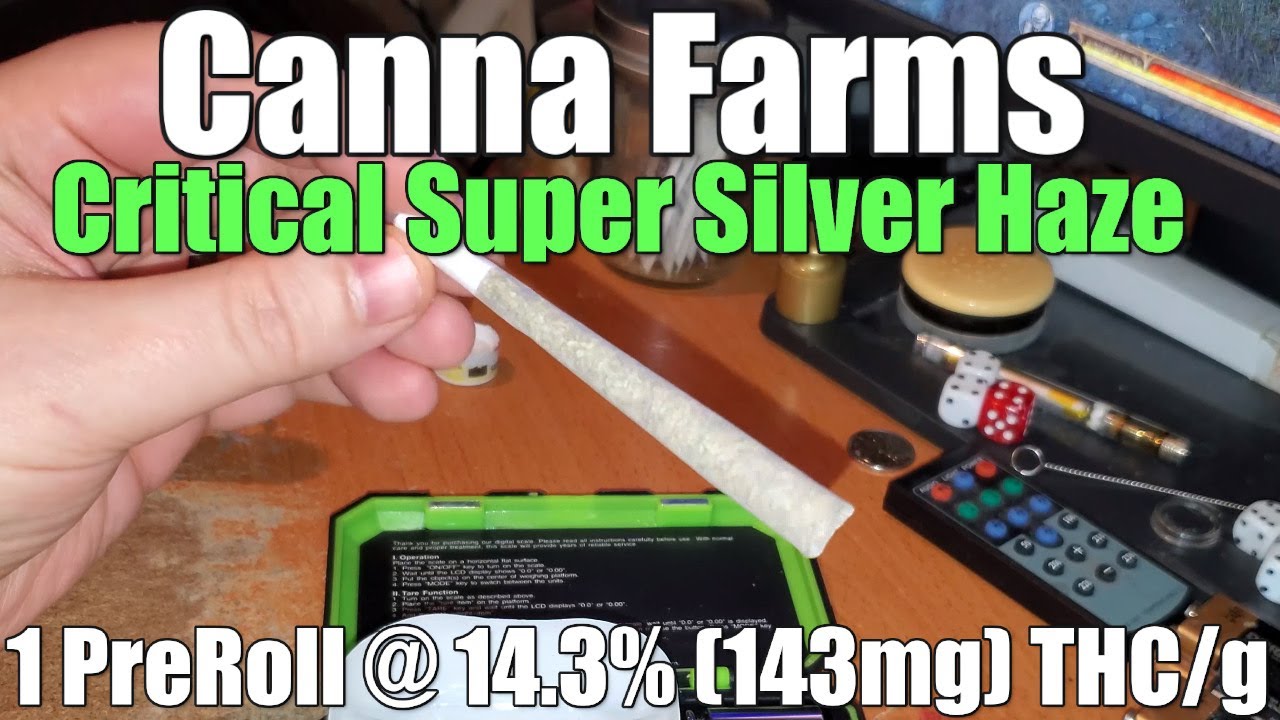 Canna Farms - Critical Super Silver Haze - Review - 1g PreRoll @ 14.3% THC/g (+Extreme Closeups)