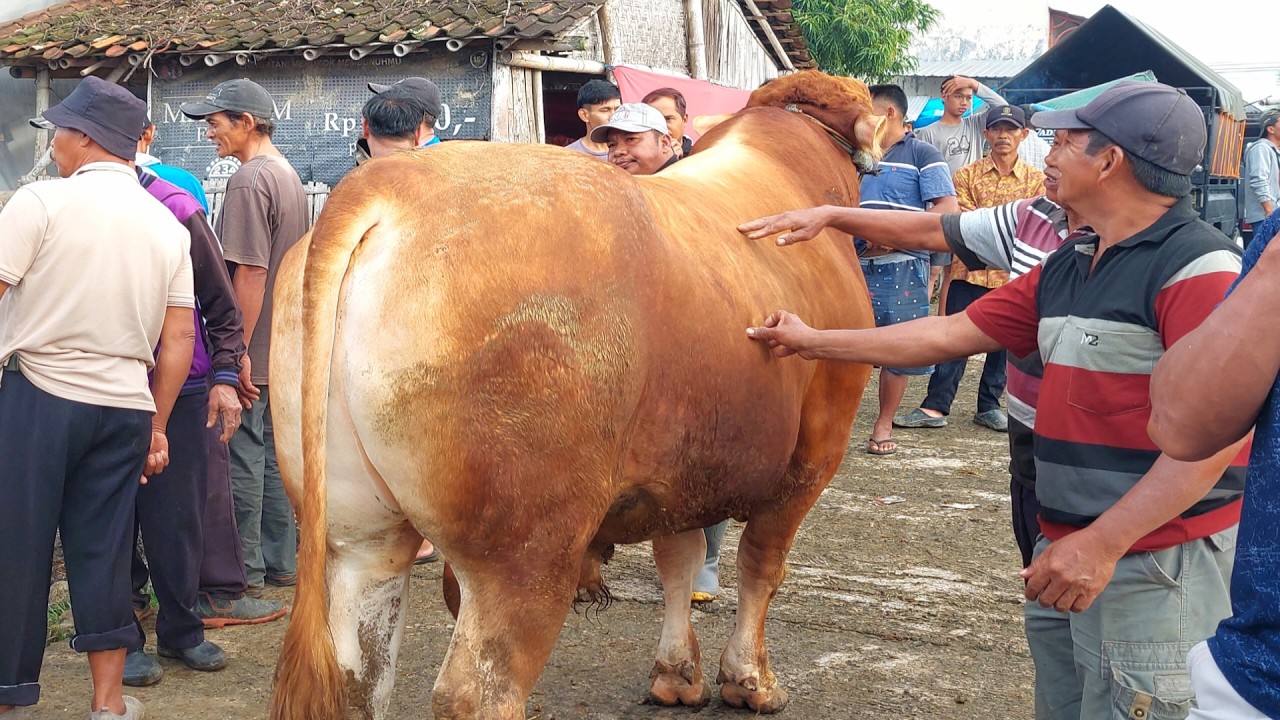 SAPI LEMOSIN JUMBO DATANG KESIANGAN LANGSUNG JADI REBUTAN