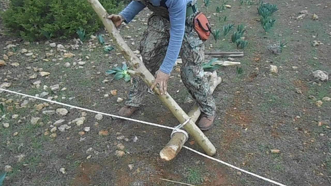 Πρωτόγονο Βίντσι