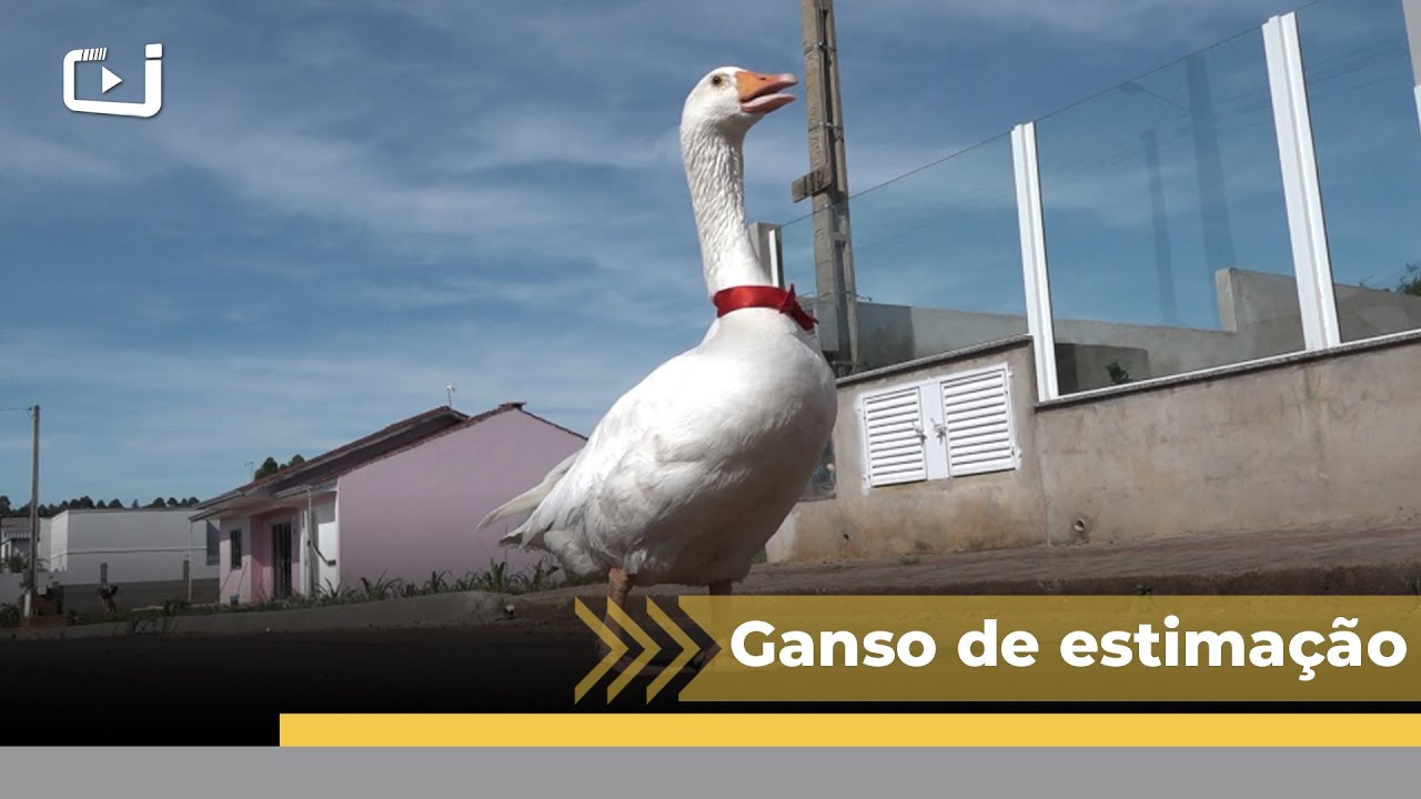 Conheça o Chico, um ganso de estimação de uma moradora de Xaxim-SC