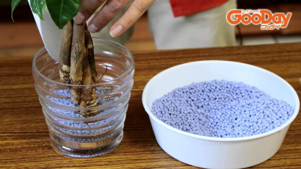 ハイドロカルチャーにチャレンジ！