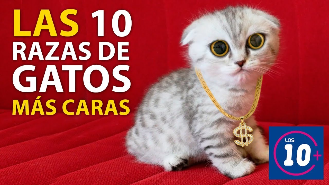 Las 10 razas de gatos mas caras!