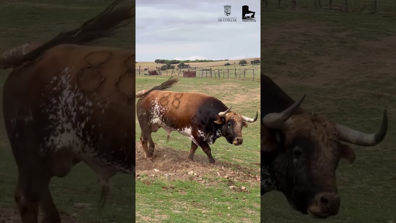 Espectaculares toros estos de Cebada Gago para el último fin de semana de septiembre en Cuellar.