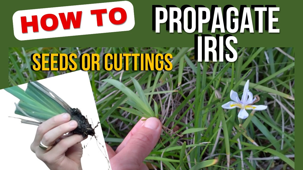 How to Propagate Dietes (Clumping Iris Grass) Easily &ndash; Division vs Seeds
