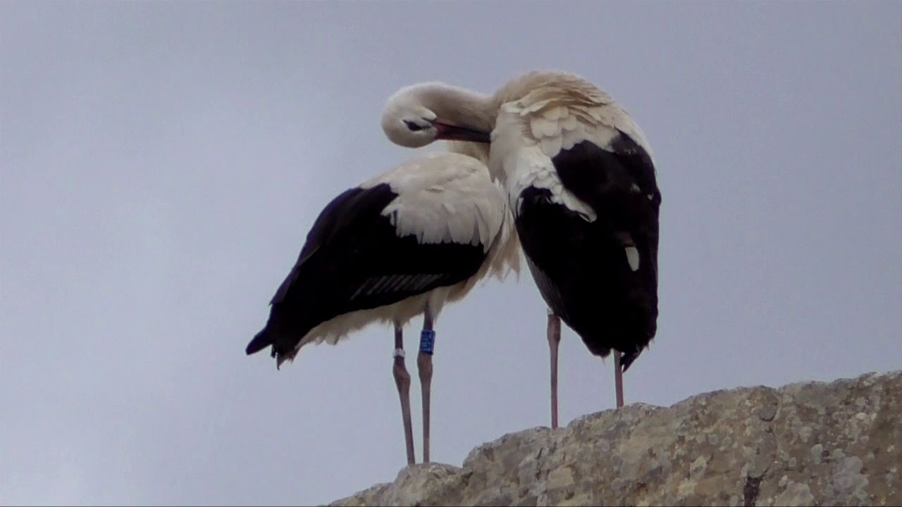 White Storks in Malta