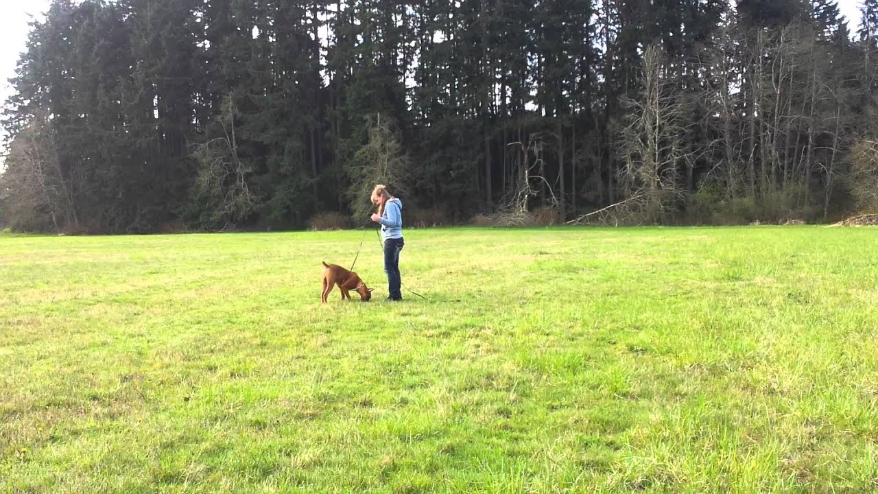 Fynn tracking 6 months old