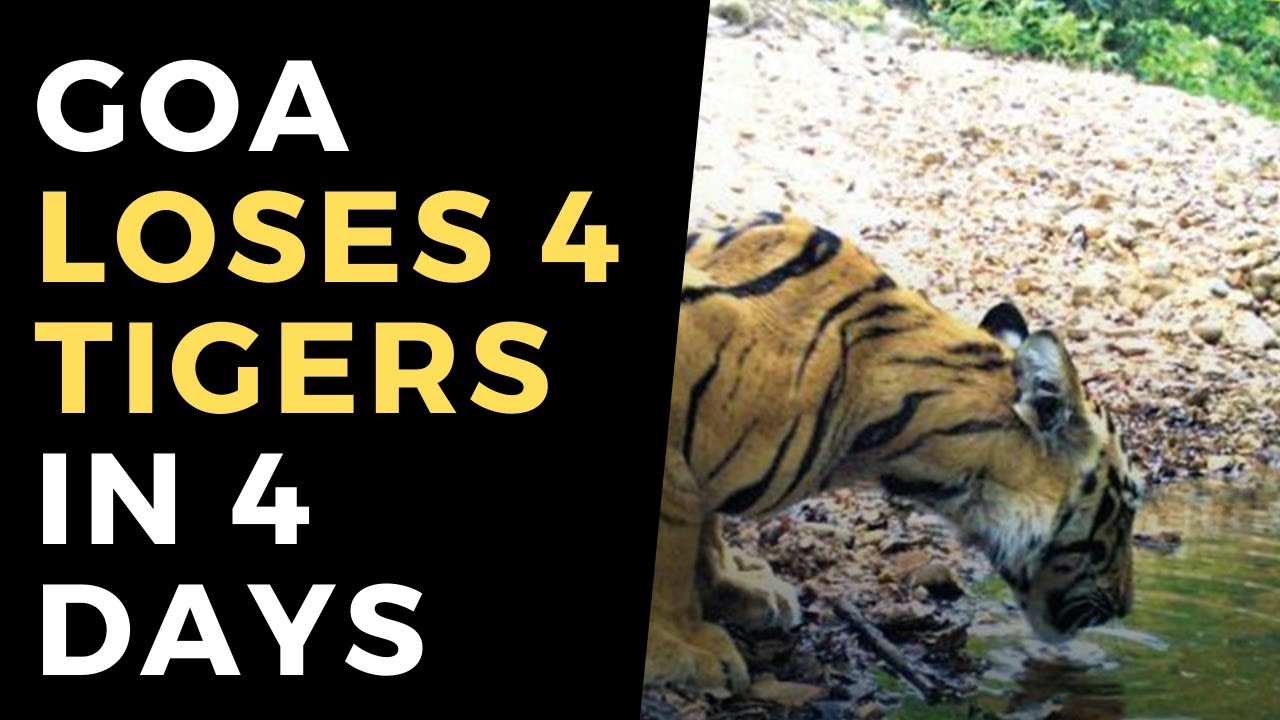 Goa loses 4 tigers in 4 days | Indiatimes