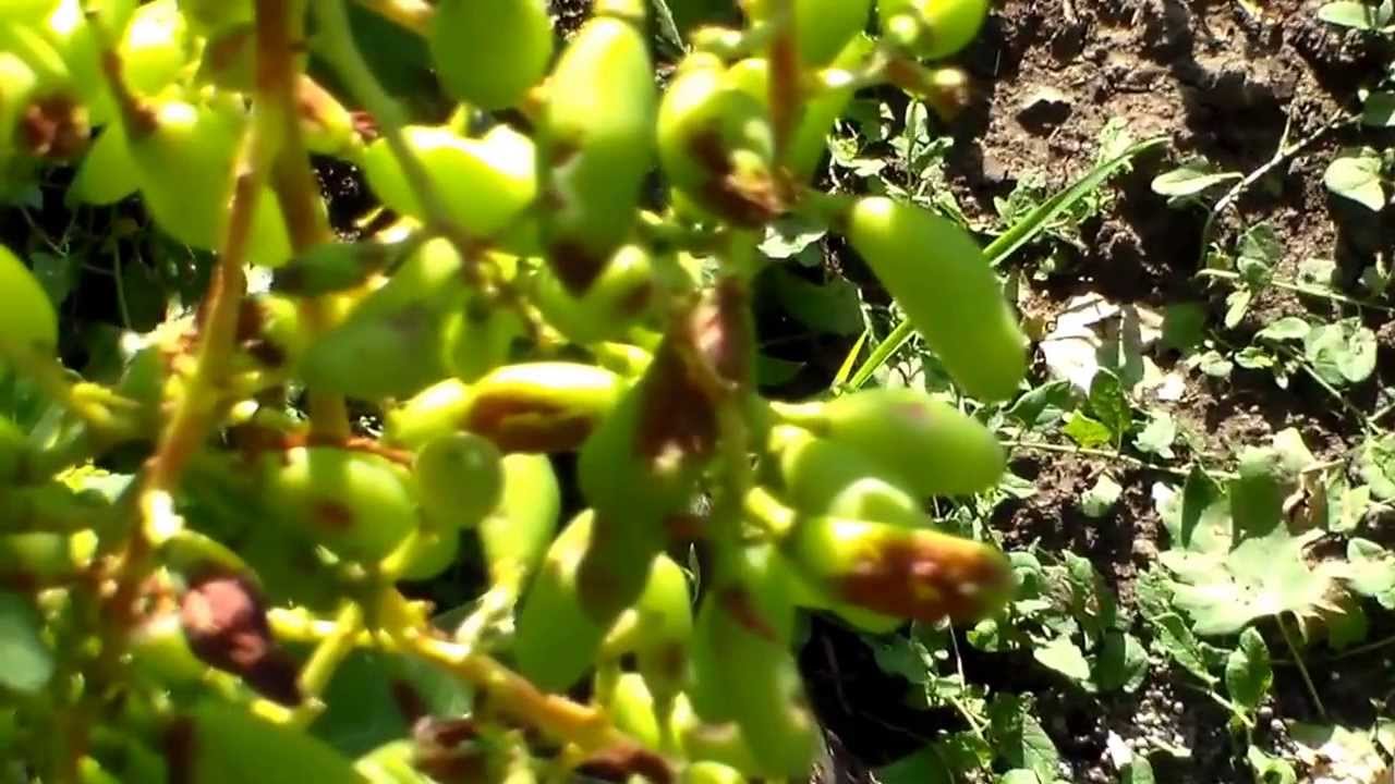 Часть 1. Град на винограднике