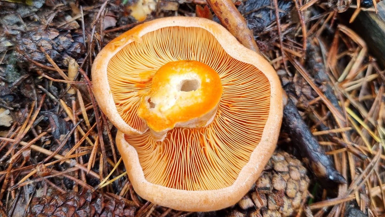 NISCALOS XXL Y BOLETUS EDULIS 🍄 BROTE HIST&Oacute;RICO 1/3