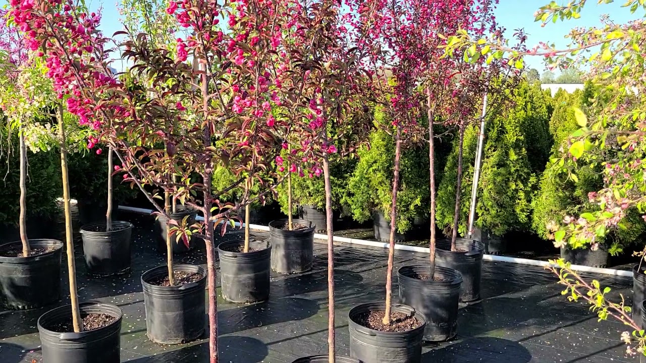 Malus Show Time™ (Crabapple) / Terrific Proven Winners® Tree With Bronze leaves, Red Flowers & Fruit