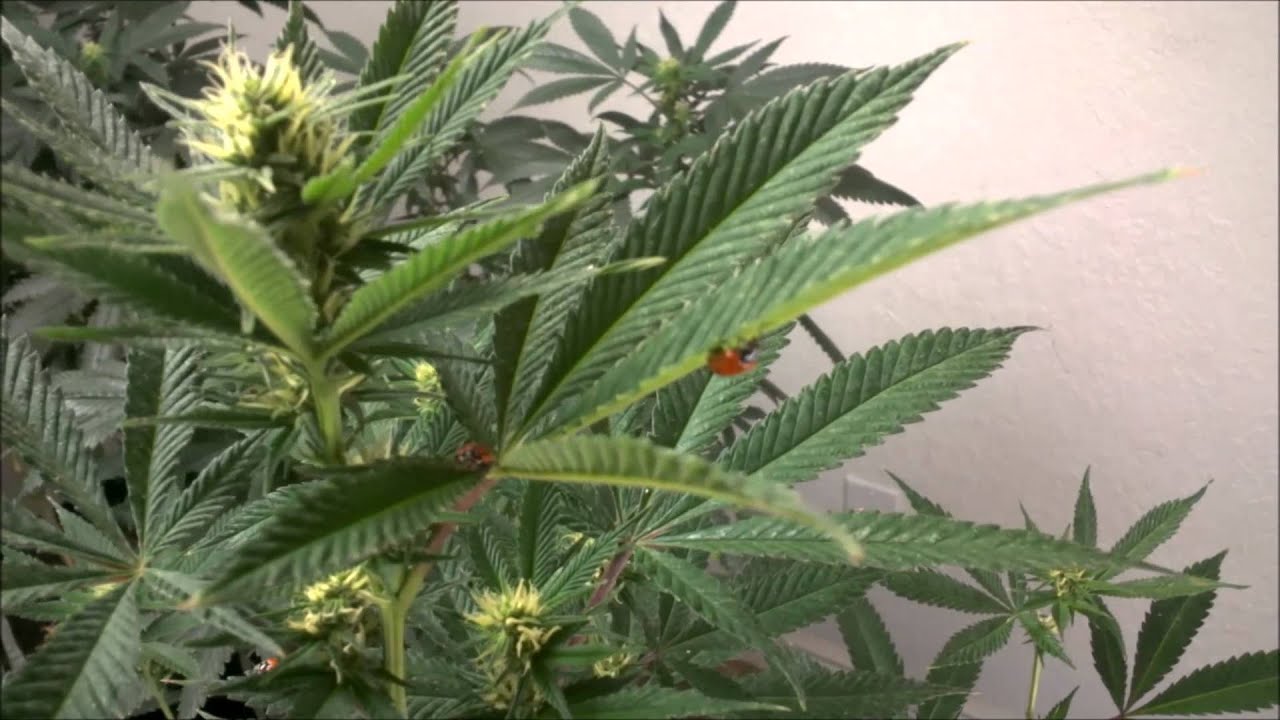Hy's Inda Gro Vegan Garden Day 24