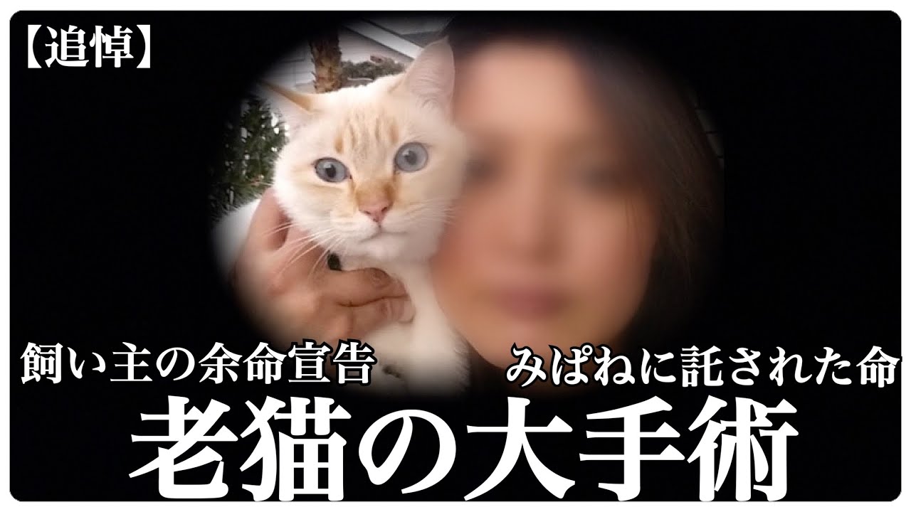 【追悼】飼い主の余命宣告・みぱねに託された老猫『ミュウ』・3度の入院・そして大手術に挑みます。