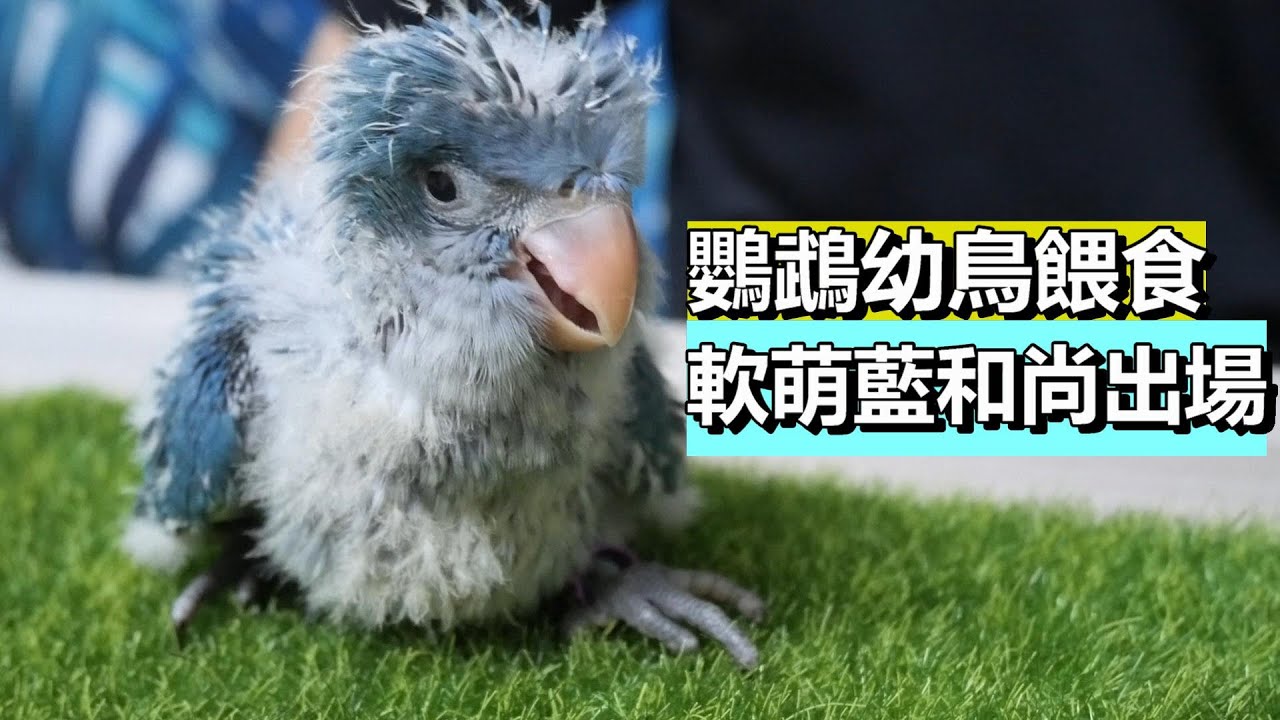 分享餵食鸚鵡幼鳥的方法-今天來餵一隻藍和尚給大家看看 | 精鵡瘋雲