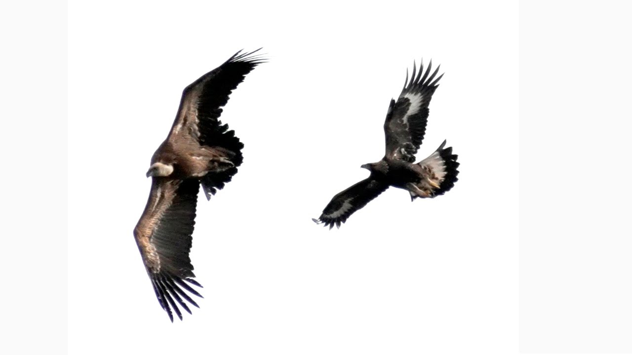 AGUILA REAL ATACANDO A BUITRES. 4K 🦅 Videos de naturaleza cortos🎥 SONY A1 + SONY 200 600 + TC X1,4