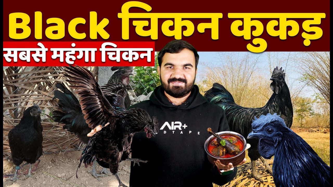 कड़कनाथ मुर्गा | kadaknath murga | kadaknath chicken farming | kadaknath | kadaknath murgi | poultry