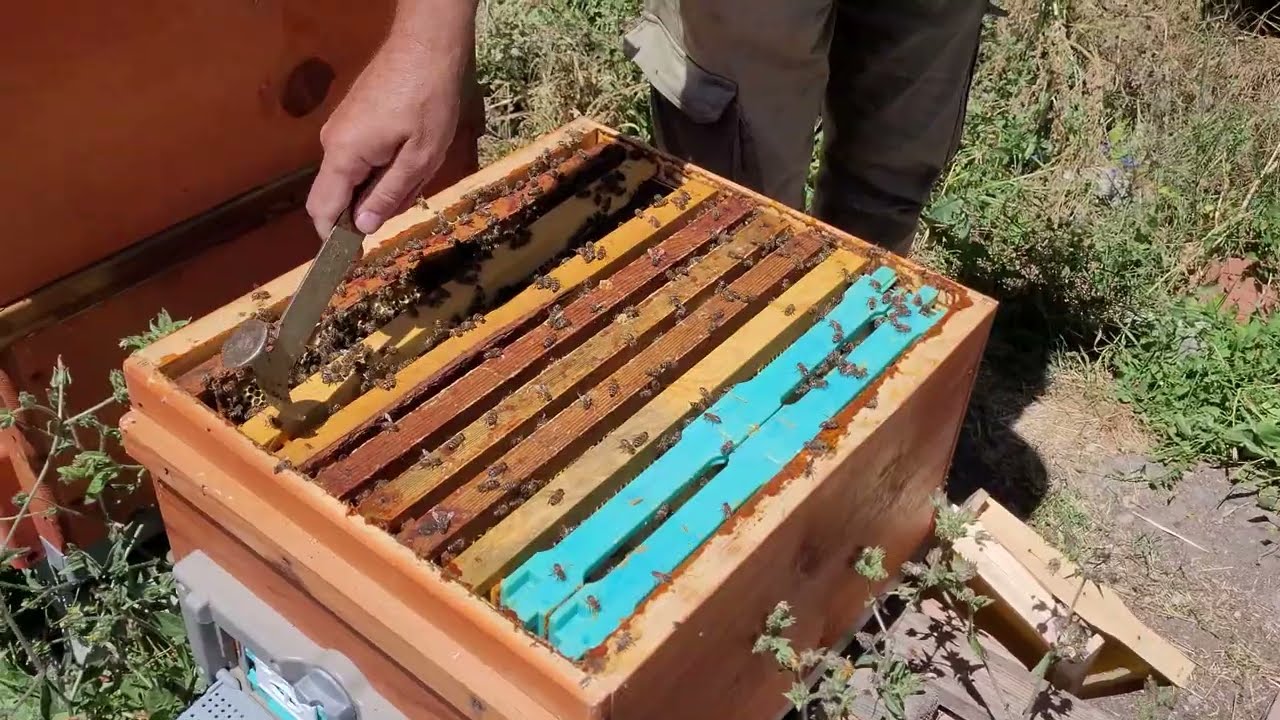 Bal Sezonunda Kovana Kat Atma