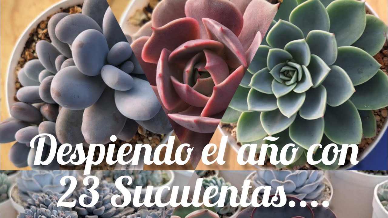 23 suculentas para despedir el 2023. #plantas #garden #jardin #flores #flowers #mexico l #cactus