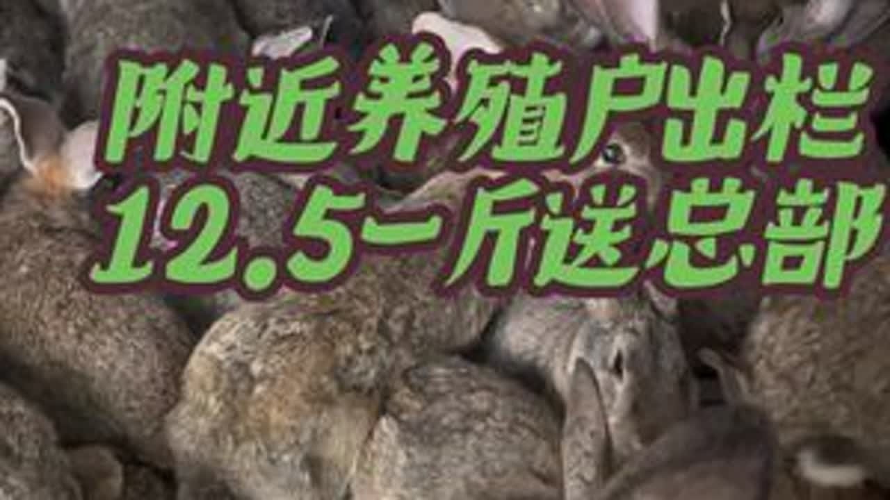 附近兔子少量出栏送过来，多的话运输部上门，没有笼具和科技，只有脚踏实地努力的成果#三农流量扶持计划 #助农 #三农 #新农人