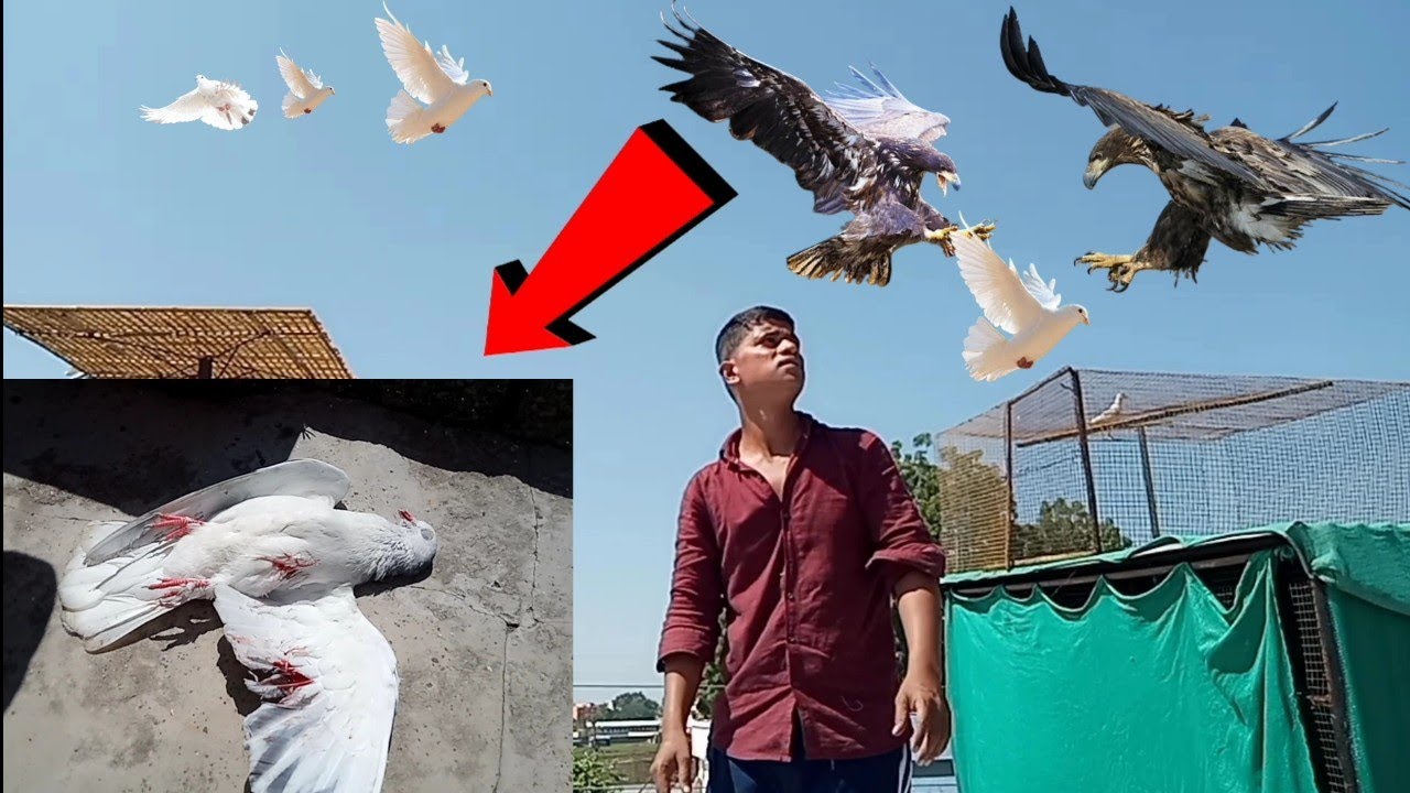 बाज ने कबूतर पकडे लिया 🦅😭 Falcon attacks
