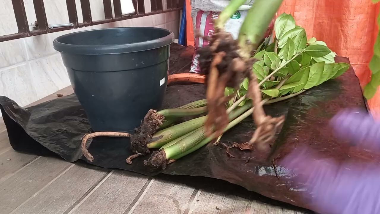 PLANTEI O QUE RESTOU DA MINHA ZAMIOCULCA 🤩😍