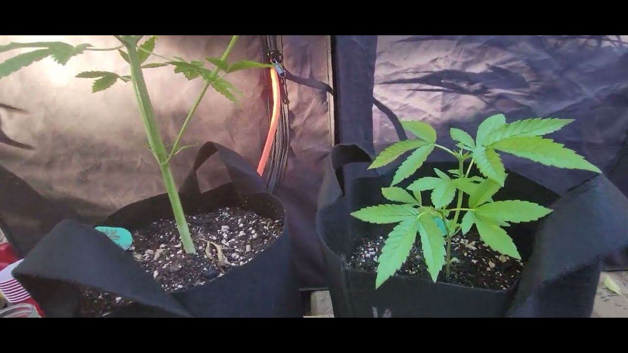 420 Indoor Outdoor Grow Round 5