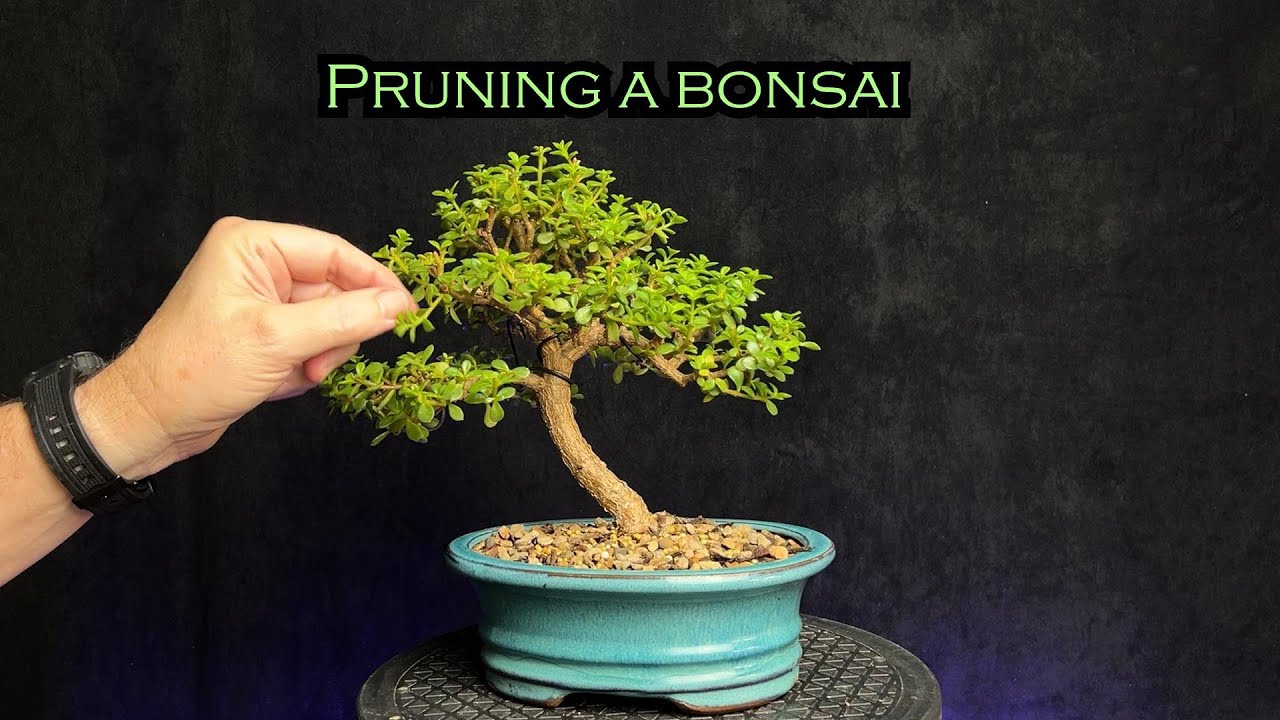 Pruning a curved trunk bonsai / portulacaria afra lilliput / dwarf jade #bonsai #indoorbonsai