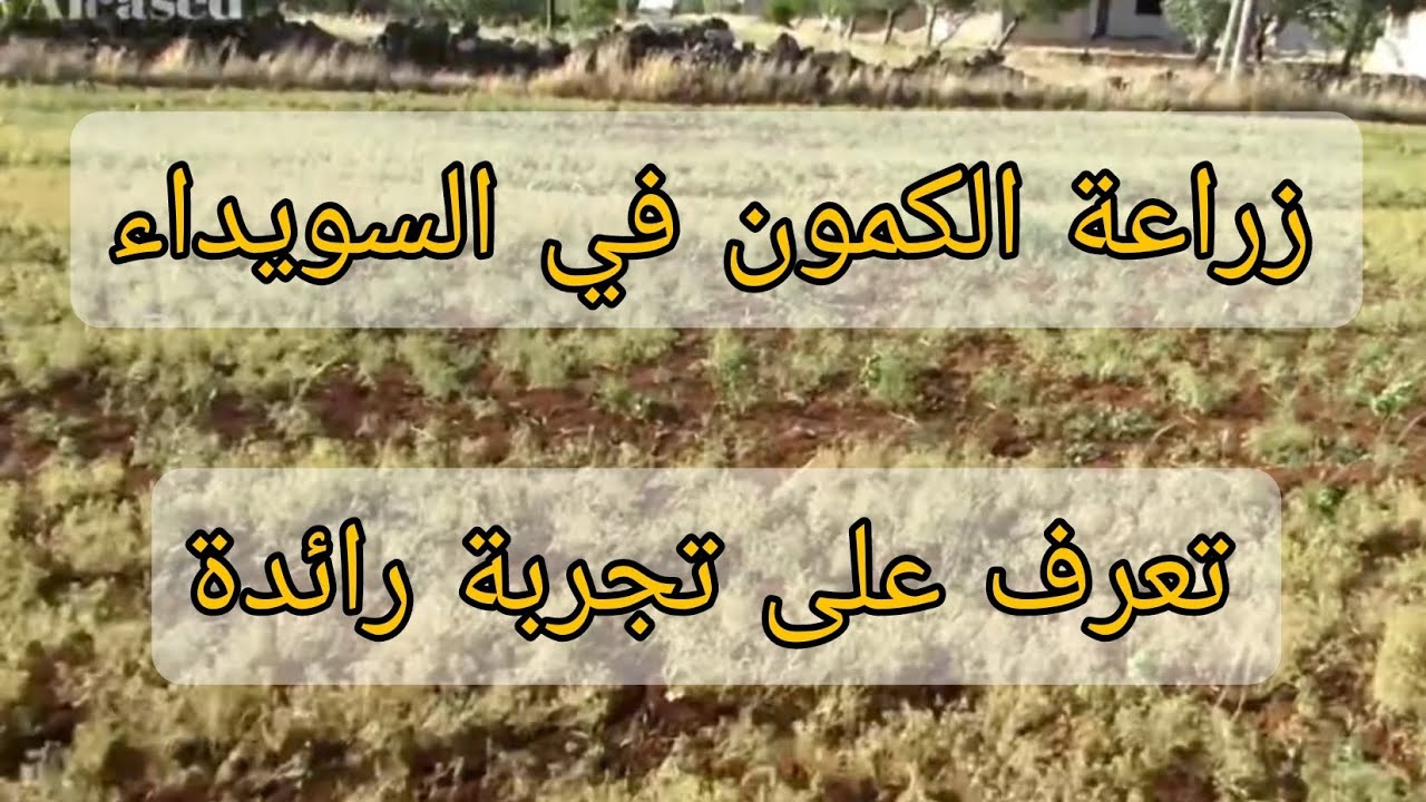 زراعة الكمون في السويداء، لقاء مع المزارع: عامر زحلان