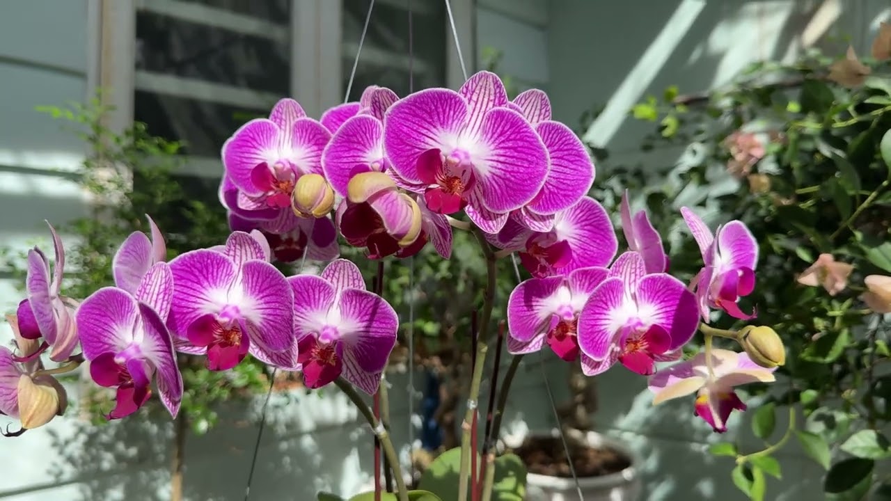 Hồ Điệp Lồng Đèn - Phalaenopsis Dragon Tree Paradise 