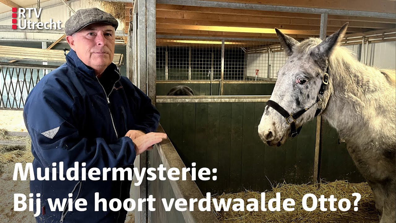 Hans vangt 'm op: 'Het is een mooi kerstverhaal' | RTV Utrecht