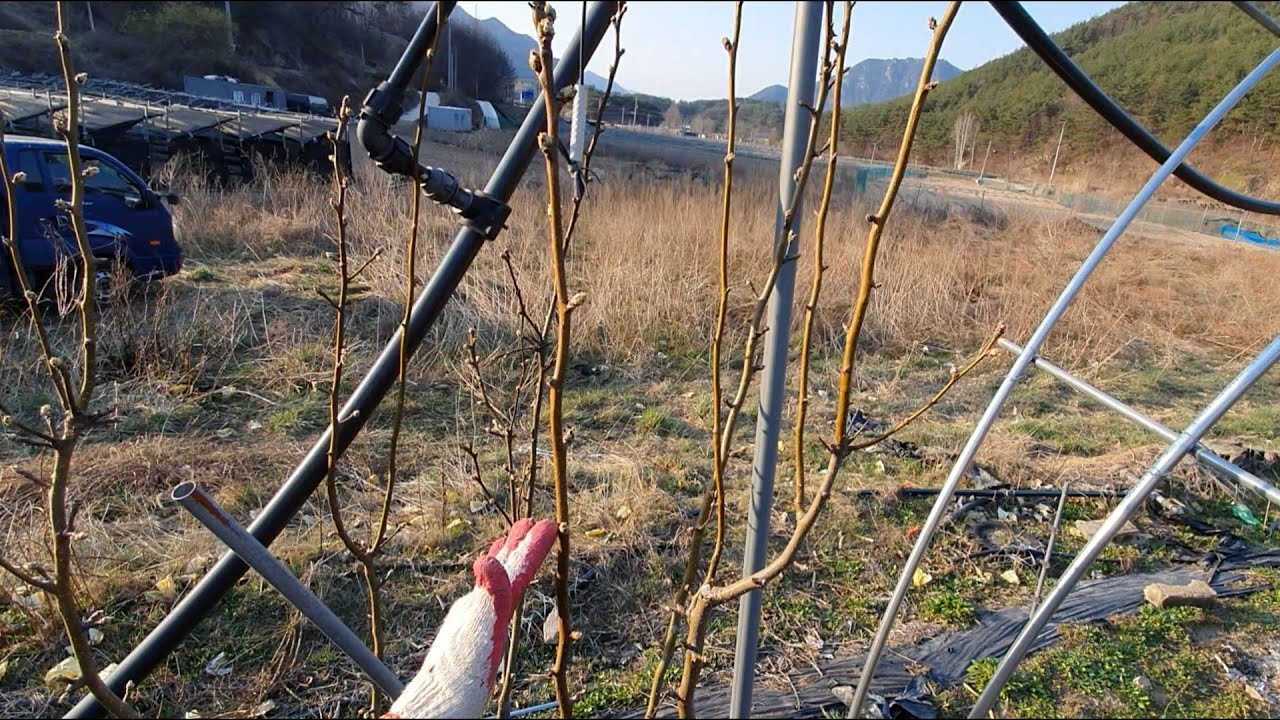 과수원 모퉁이 한그루 배나무 전지