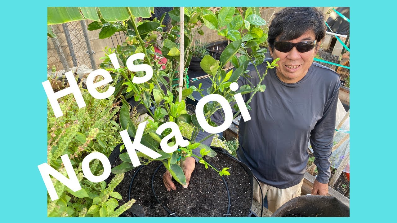 Transplanting a Citrus Tree Takes Care and Effort by the Best!