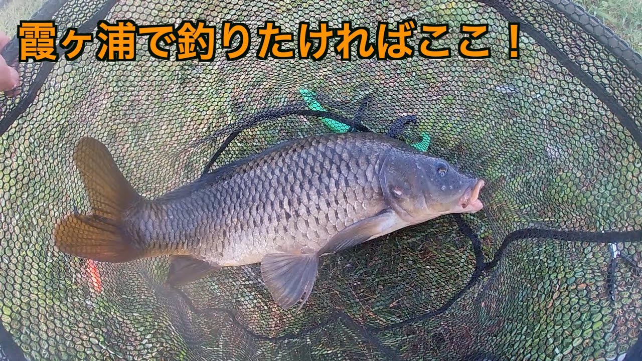 かなり霞ヶ浦で魚影が濃いと思う