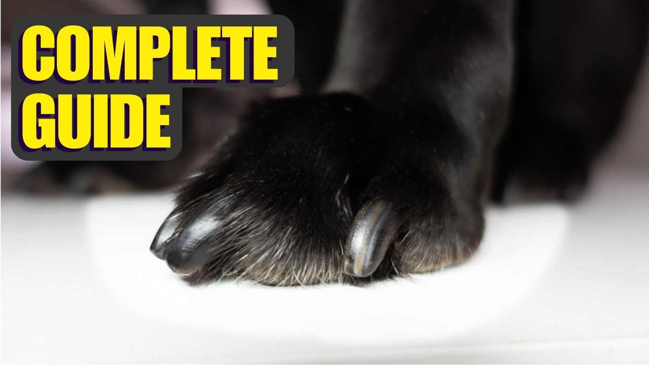 Trimming your dog's nails on EASY MODE - Complete Guide