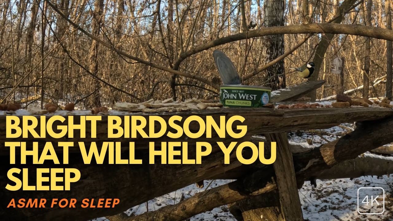 Enchanting ASMR Winter Forest: Bright Birdsong That Will Help You Sleep & Relax with Nature | 2026