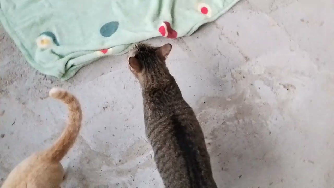 ให้อาหารน้องแมวยามเช้าดูความน่ารักของเด็กๆสบายดีทุกตัวครับ