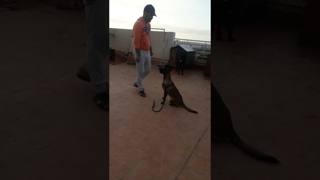 ترويض كلب نوع malinois ديال خونا توفيق(الجزء التاني )
