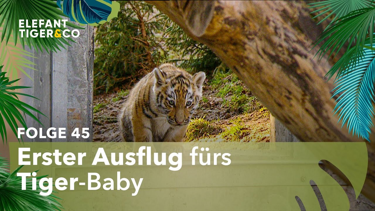 Leipziger Tiger-Nachwuchs macht seinen ersten großen Ausflug (Folge 45) | Elefant, Tiger & Co. | MDR