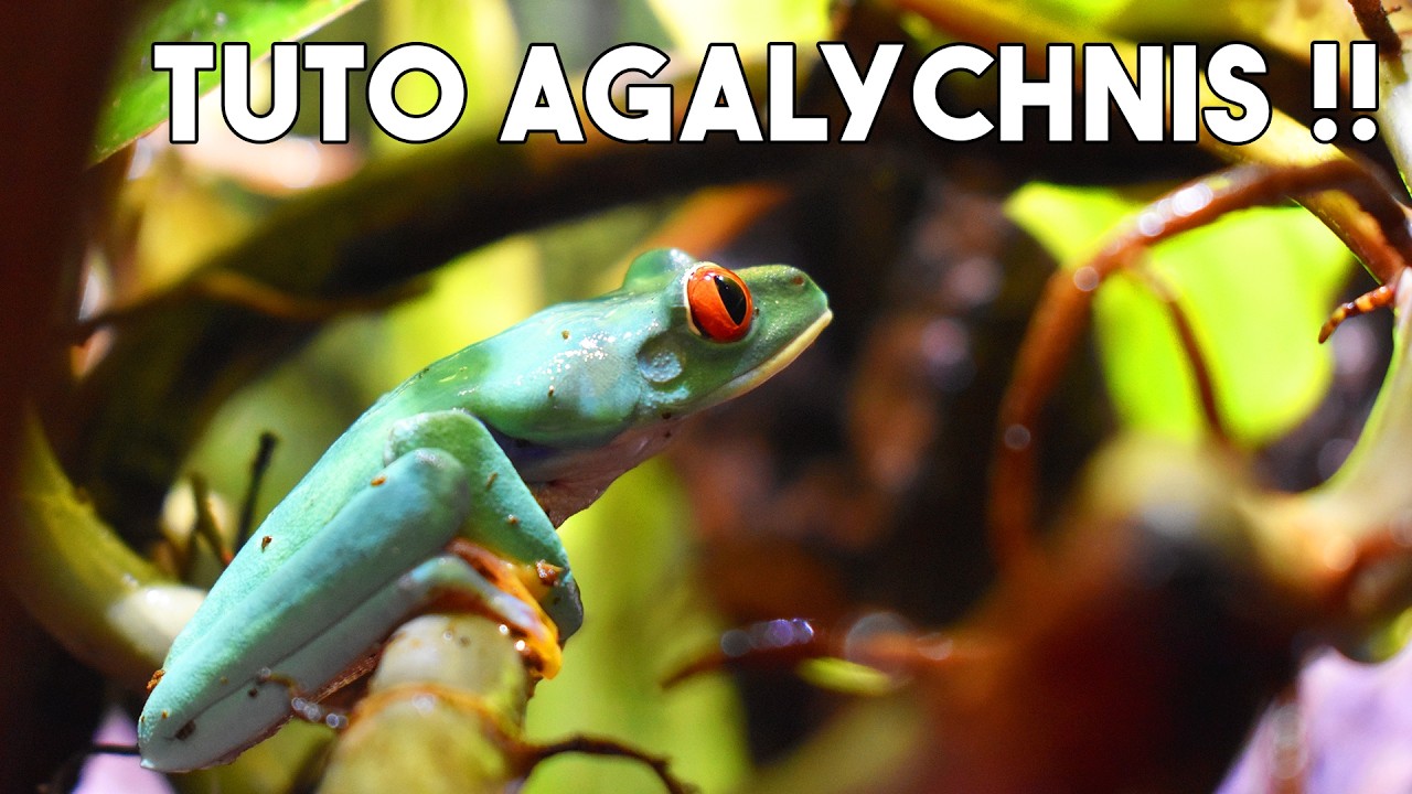 TUTO RAINETTE AUX YEUX ROUGES (Agalychnis callidryas) - Élever chez toi cette grenouille mythique !!