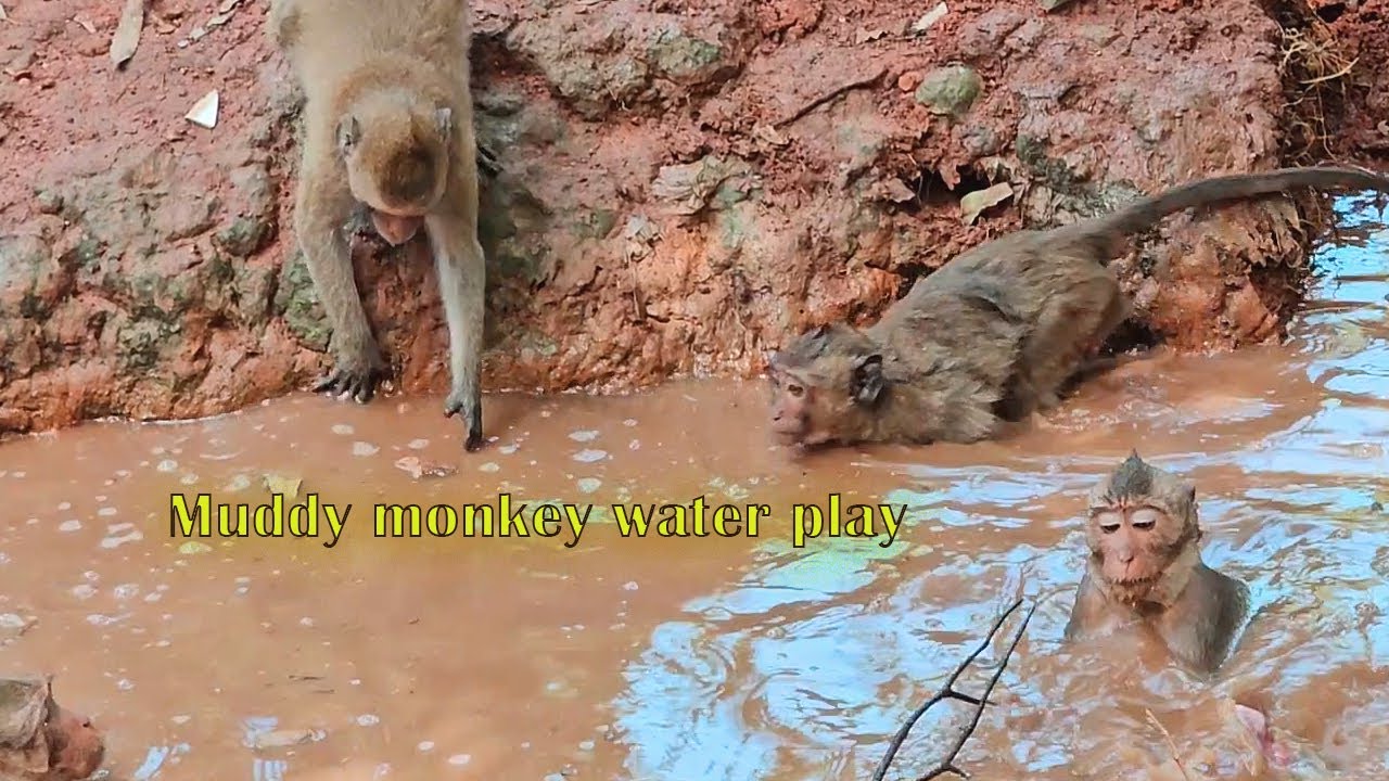 A Peaceful Moment of Monkeys Enjoying Nature