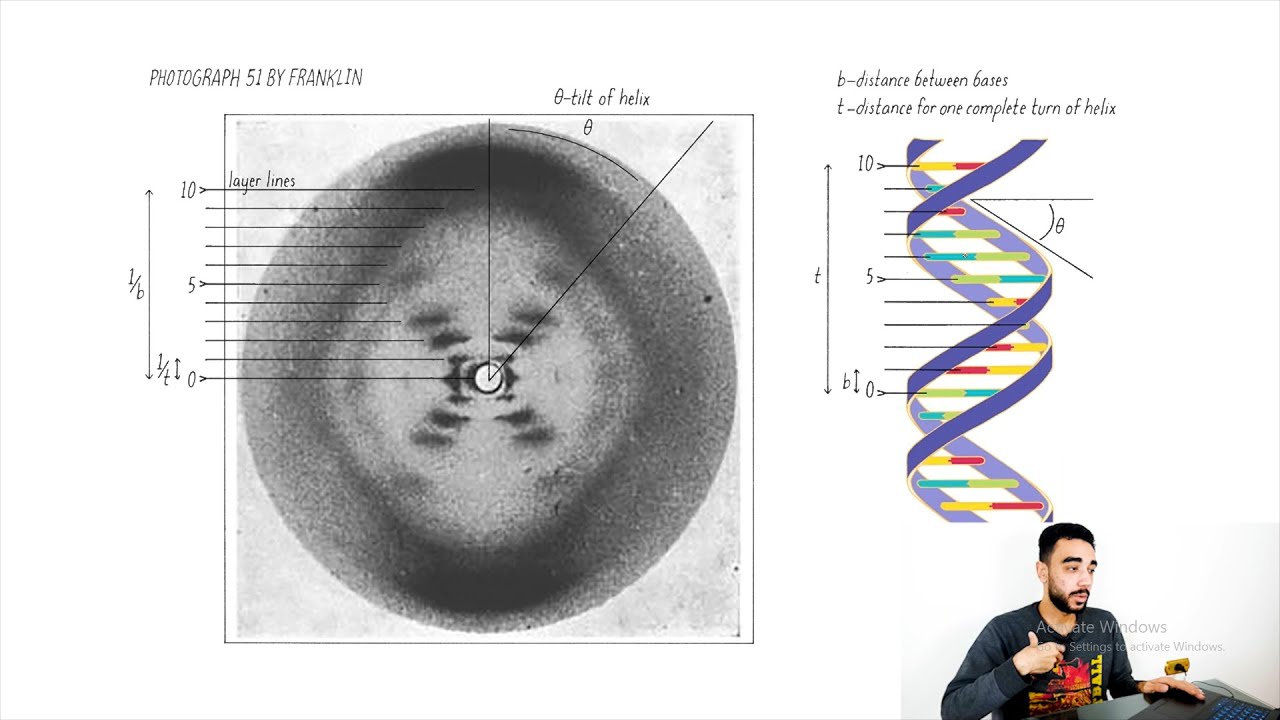 12 | DNA Structure | X-Ray Diffraction Analysis | Photo 51 | Franklin and Astbury experiments