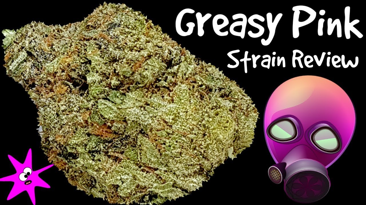 Greasy Pink OFFICIAL Strain Review