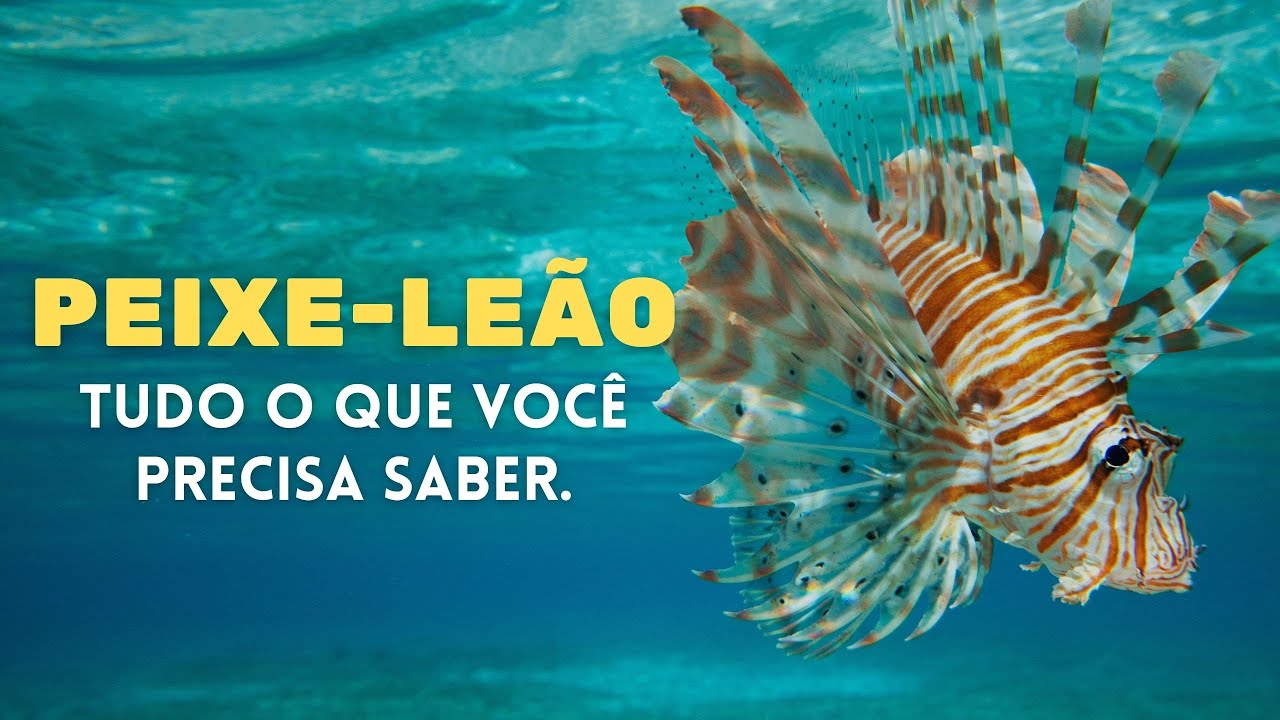 Peixe-leão - Tudo o que você precisa saber sobre esse animal!!