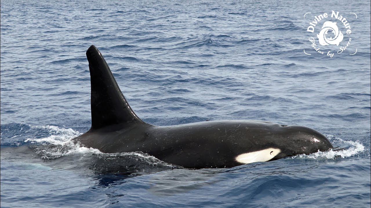 Rare Orcas  (Killer Whales) in Drake Bay, Costa Rica on the World Famous Divine Dolphin tour!