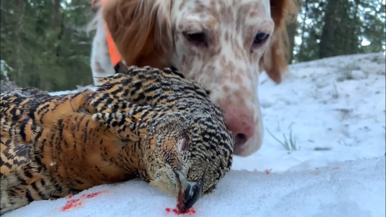 Skogsfugljakt 2020 - Dag 27-31