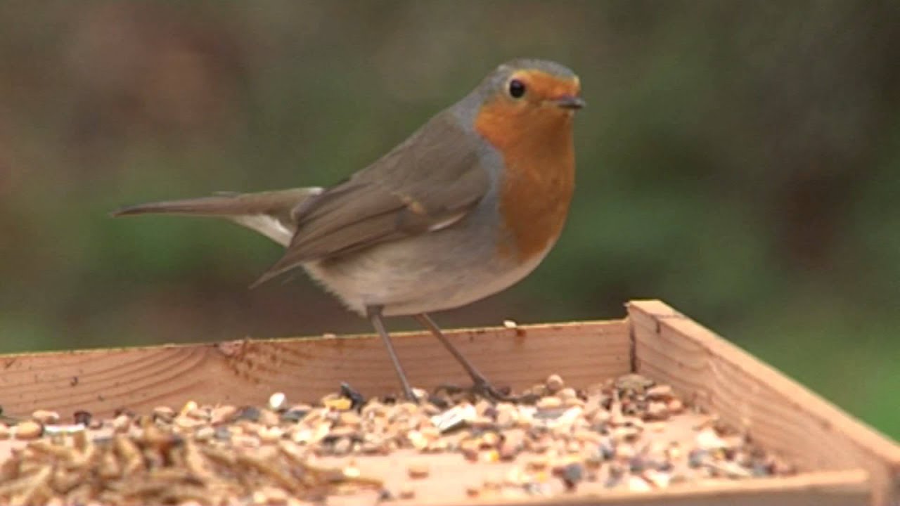 Vroege Vogels - Voer voor de roodborst