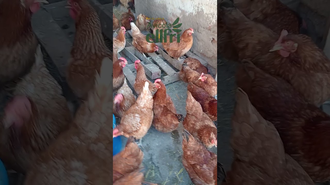 &ldquo;🔥 Acierto total: mezclar ceniza con tierra en su zona de ba&ntilde;o 🪶🪨&rdquo; #tips #granja #gallinas